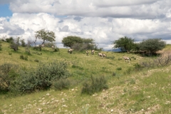 Eine Gruppe Oryx-Antilopen im Daan Viljoen Game Park